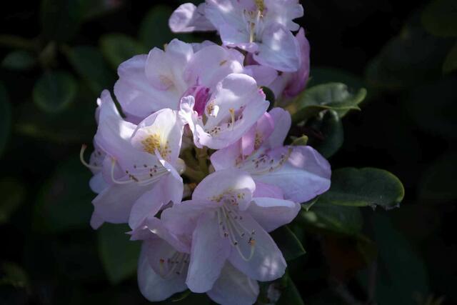 Schöne Farbe