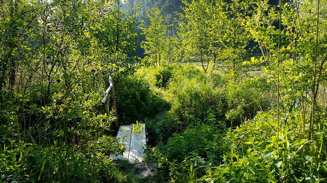 Maigrün am Brückle