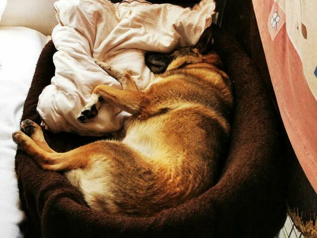 Charly beim Mittagsschlaf