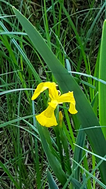 Wasserlilie im Schatten