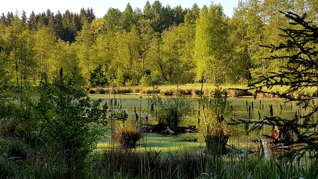 Blütenstaub auf Wasser