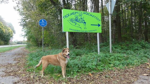 Pino...hier geht's lang