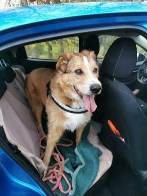 Pino beim Autofahren