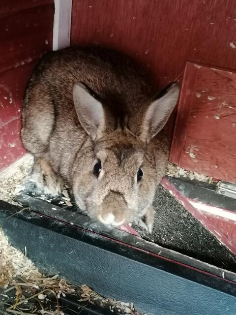 BugsBunny (Pflegestelle)