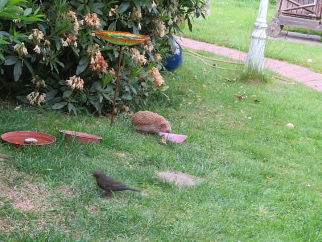 Auch die Vögel warten schon alle,drei Tauben sitzen auf dem Dach.