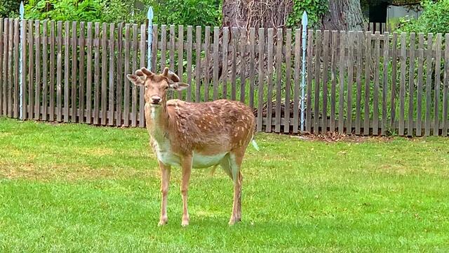 18. Mai 2020.  I.  Der Tiergarten in Hannover. 🦌🦌🦌🦌🦌🌲🌲🌲🌳🌳🌳🌳🌿☘️