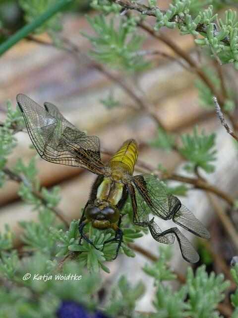 Die Libelle konnte die nassen Flügel leider nicht mehr komplett ausbreiten (Foto: Katja Woidtke)