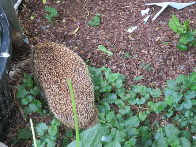 Hier verstecke ich mich.