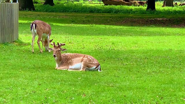 18. Mai 2020.  I.  Der Tiergarten in Hannover. 🦌🦌🦌🦌🦌🌲🌲🌲🌳🌳🌳🌳🌿☘️