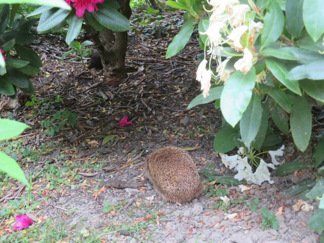 Man hat mich bemerkt,ich haue ab.