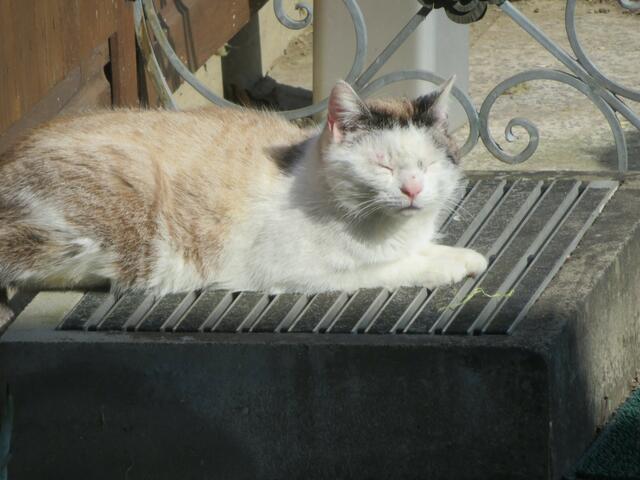 Mieze wird hier versorgt.