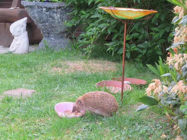 In den anderen Schalen ist Wasser,die eine für die Ente.