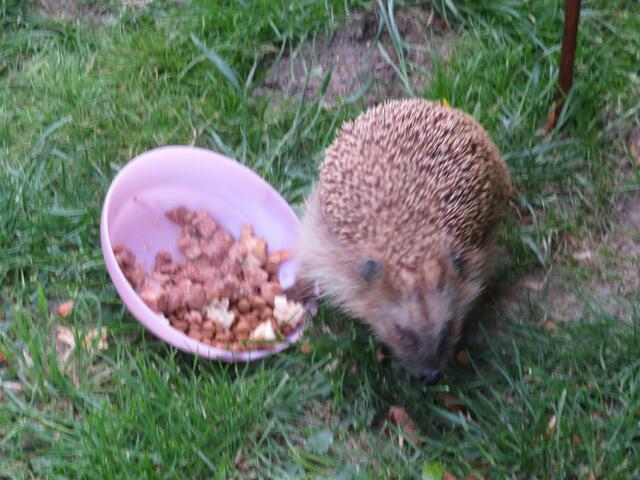 Doch ich bin wieder da,das Napf ist wieder voll.