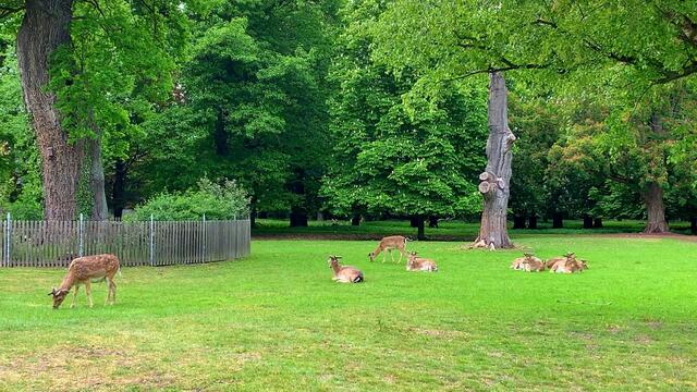 18. Mai 2020.  I.  Der Tiergarten in Hannover. 🦌🦌🦌🦌🦌🌲🌲🌲🌳🌳🌳🌳🌿☘️