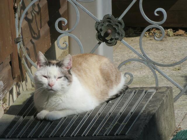 Hier sonnt sie sich.