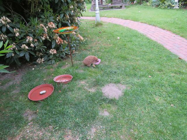 Ein kleiner Dickstachel.