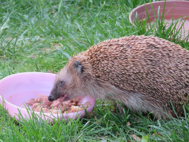 Ich glaube ich habe den Knorpel vom Hähnchen,nicht schlecht.