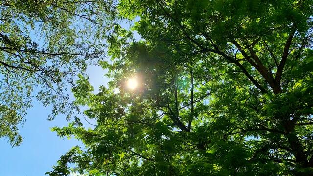 21. Mai 2020. I. Balkon Konzert. Wilhelm Uden mit der Drehorgel.