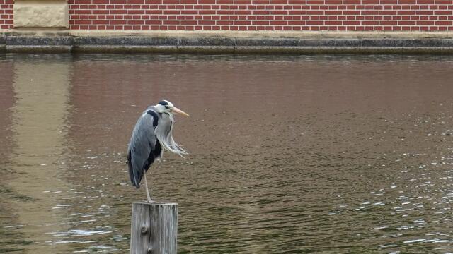 Ein Blick von der Schlossinsel auf den Graureiher. Foto: Helmut Kuzina