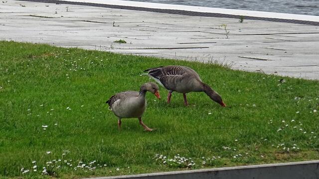 Ein Blick vom Schlossgarten auf die Graugänse, die auf der "Schwimmenden Wiese" nach Nahrung suchen. Foto: Helmut Kuzina