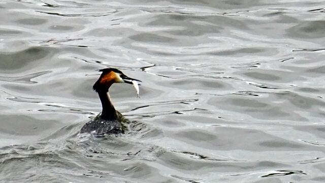 Naturbeobachtung im Revier der Haubentaucher am Schweriner See. Foto: Helmut Kuzina