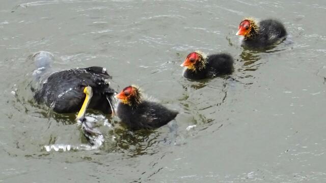 Aber als Wasservögel brauchen die Küken Muscheln, kleine Fische, faulende Pflanzenreste, und dazu taucht das Blesshuhn immer wieder unter, verfolgt von ihren piepsenden Jüngsten, die auf Nahrungshappen lauern. Foto: Helmut Kuzina