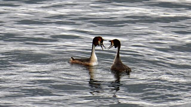 Im Prachtkleid mit der Federhaube zeigen Haubentaucher ihr Balzverhalten. Vom Uferweg des Ziegelinnensees sind sie gut zu beobachten. Foto: Helmut Kuzina