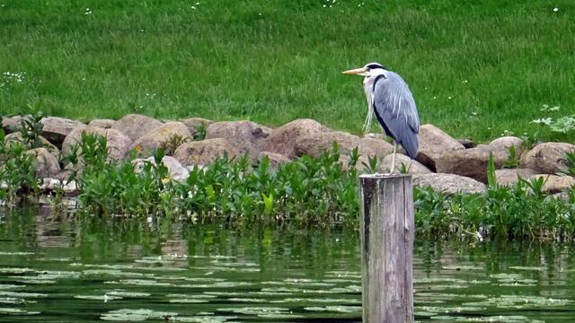 Auch von der Werderstraße ist der Graureiher auszumachen. Foto: Helmut Kuzina