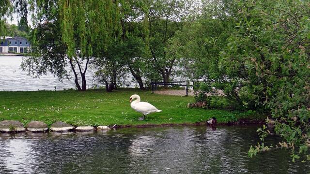 Der Höckerschwan hat sein Revier auf und an der Liebesinsel in Schlossnähe. Foto: Helmut Kuzina