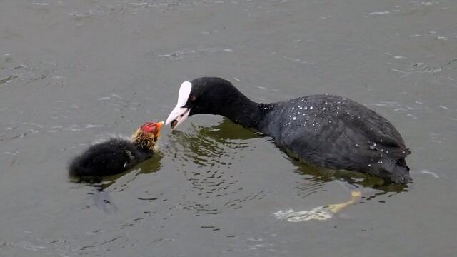 Mit einer Muschel füttert das Blesshuhn sein Küken. Foto: Helmut Kuzina