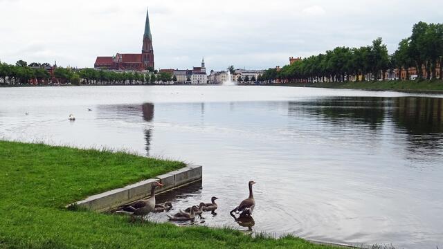 Eine Familie der Graugänse ist auf dem Pfaffenteich zu beobachten. Foto: Helmut Kuzina