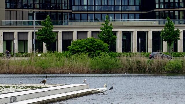 Auf der Terrasse der "Schwimmenden Wiese" sind mehrere Wasservorgelarten zu beobachten. Foto: Helmut Kuzina