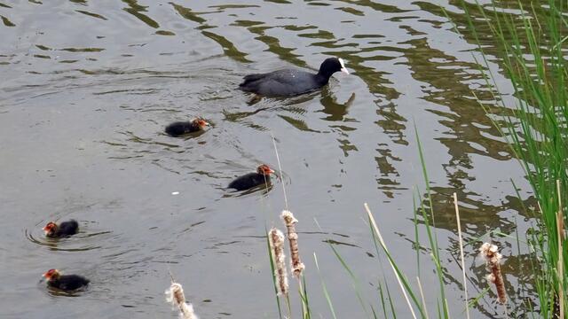 Ein Blick von der Schlossbrücke auf das Blesshuhn mit seinen Küken. Foto: Helmut Kuzina