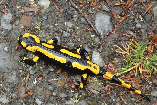Feuersalamander auf dem Wanderweg ins Zechental