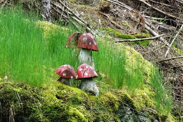 schöne, aber etwas zu alte Fliegenpilze im Zechental