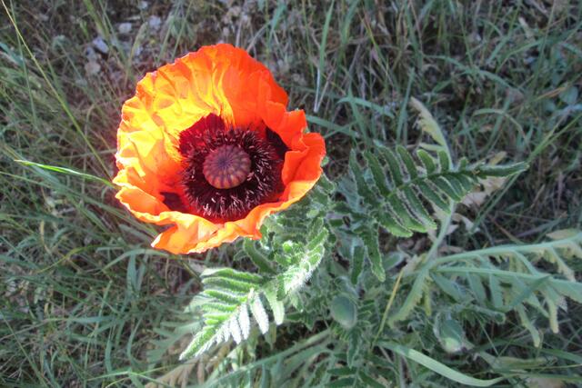 4 - Mohnblüte bei wechselnder Bewölkung.