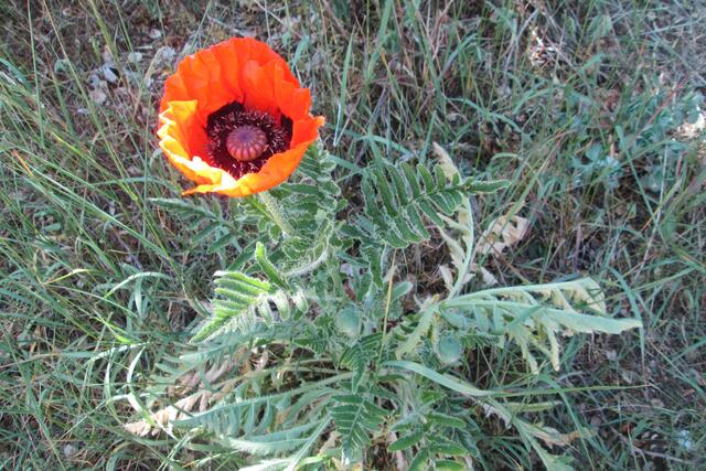 2 - Mohnblüte bei wechselnder Bewölkung.