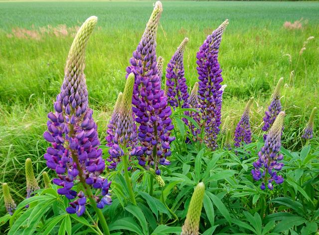 Lupinen am "Achtminutenweg" nördlich von Langenhagen