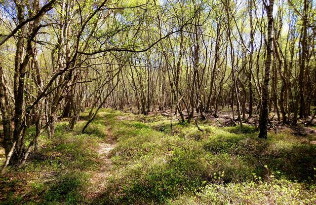 Im Bissendorfer Moor