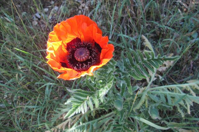 5 - Mohnblüte bei wechselnder Bewölkung.