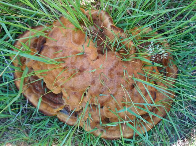 Igelpilz: Hier ist das Gras durch den Pilz gewachsen.