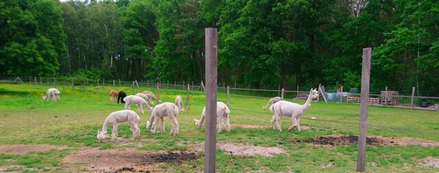 Eine Alpakafarm im Norden Langenhagens
