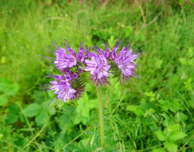 Diese Pflanze ist als Bienenfreund  bekannt.