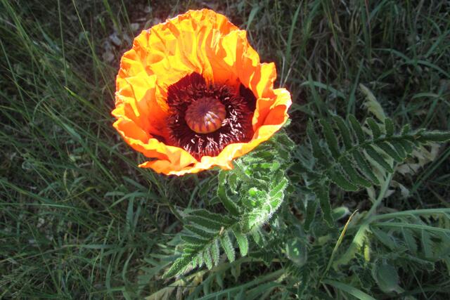 6- Mohnblüte bei wechselnder Bewölkung.