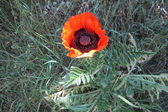 3 - Mohnblüte bei wechselnder Bewölkung.