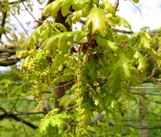 Eiche mit Blüten