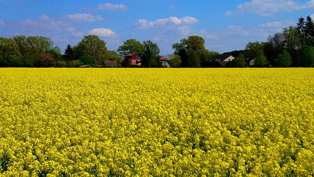 Rapsfeld bei Wiechendorf