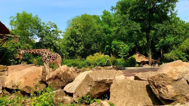 3. Juni 2020. Erlebnis-Zoo Hannover. Fahrt auf dem Sambesi. Bleibt gesund!