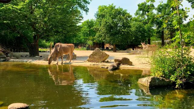 3. Juni 2020. Erlebnis-Zoo Hannover. Fahrt auf dem Sambesi. Bleibt gesund!