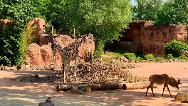 3. Juni 2020. Erlebnis-Zoo Hannover. Fahrt auf dem Sambesi. Bleibt gesund!